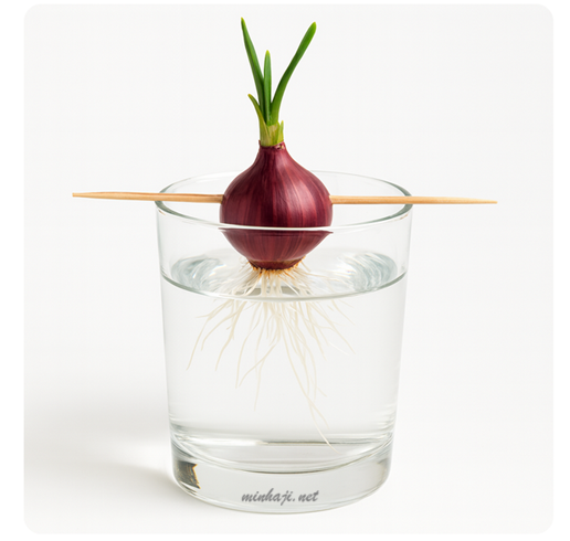 مراقبة نمو جذور البصلة وأوراقها