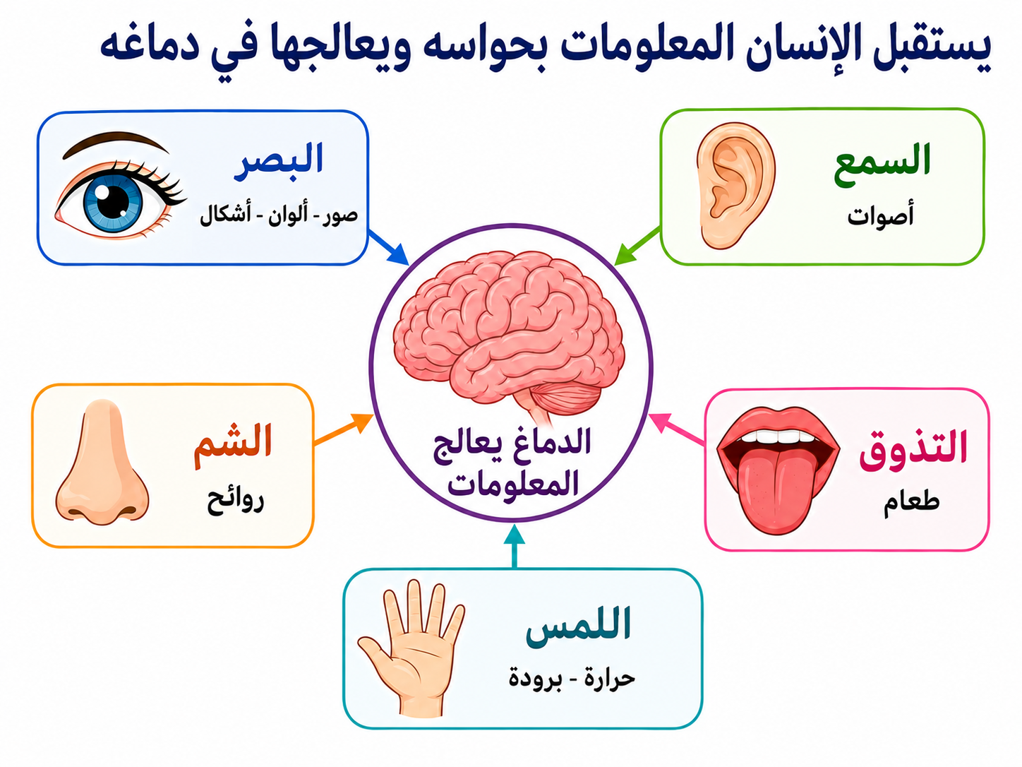 الحواس الخمس الحواس الخمس