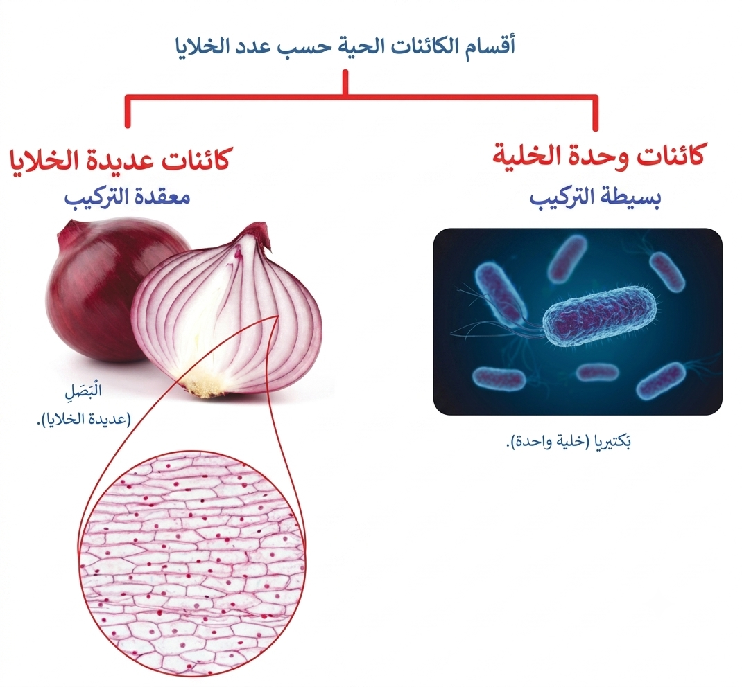أقسام الكائنات الحية حسب عدد الخلايا أقسام الكائنات الحية حسب عدد الخلايا