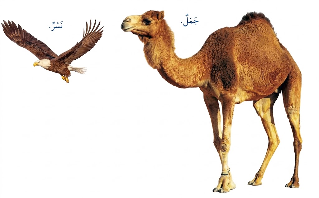 ما أوجه التشابه والاختلاف بين كل من الجمل والنسر؟ ما أوجه التشابه والاختلاف بين كل من الجمل والنسر؟