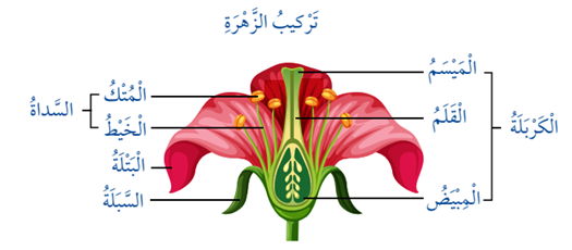 تركيب الزهرة