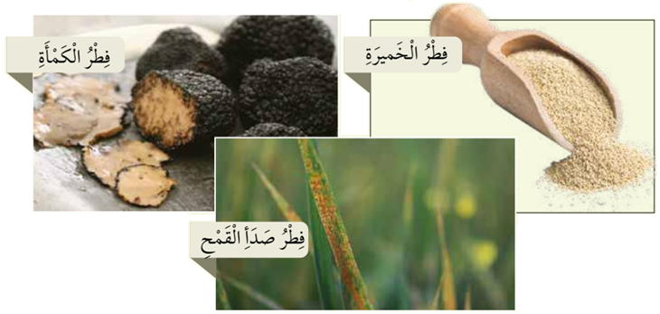 دور الفطريات في حياة الإنسان دور الفطريات في حياة الإنسان