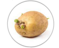 تكثير النباتات بالدرنات