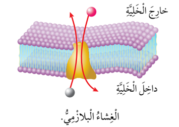 الغشاء البلازمي