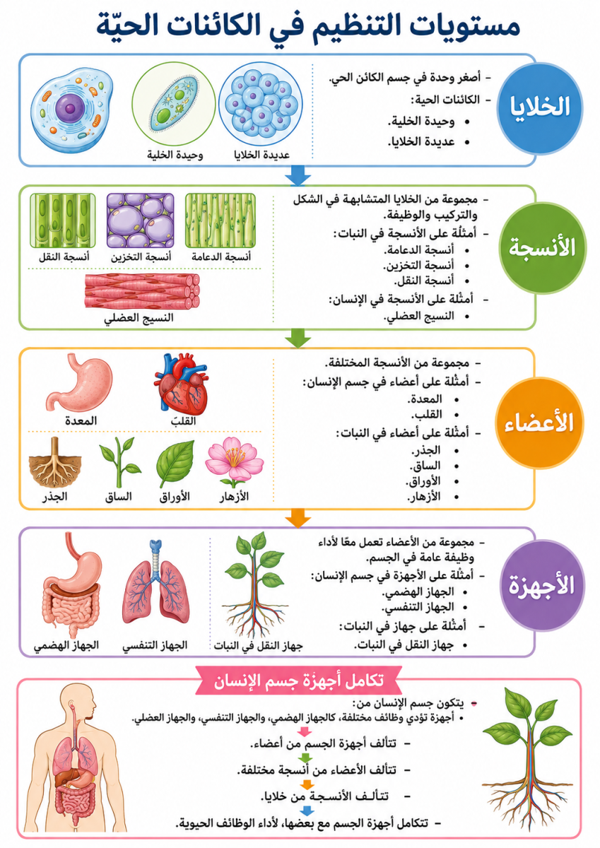 مستويات التنظيم في الكائنات الحية