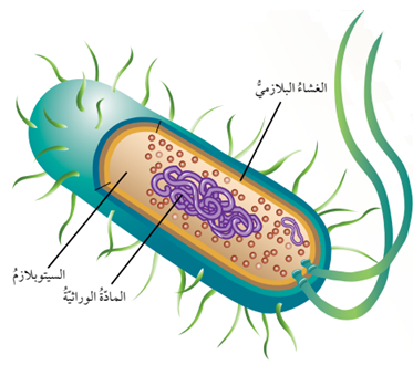 الخصائص العامة للبكتيريا 