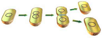الانشطار الثنائي