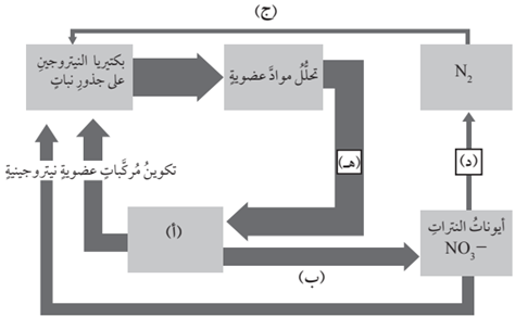دور البكتيريا في استدامة تدوير النيتروجين