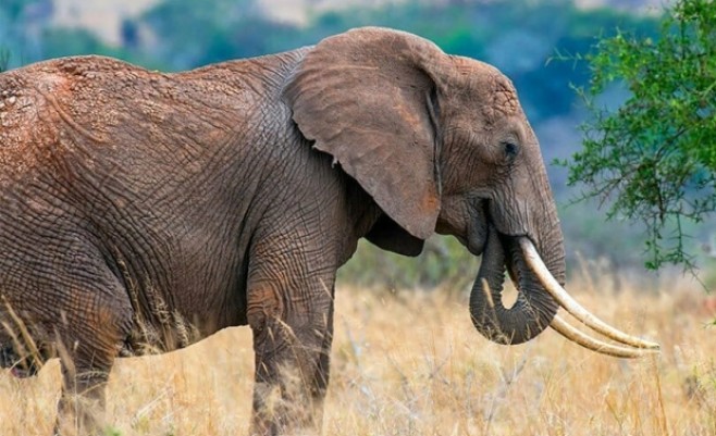 لماذا يرتعد الفيل من 